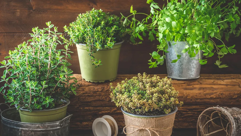 7 Beautiful Herb Border